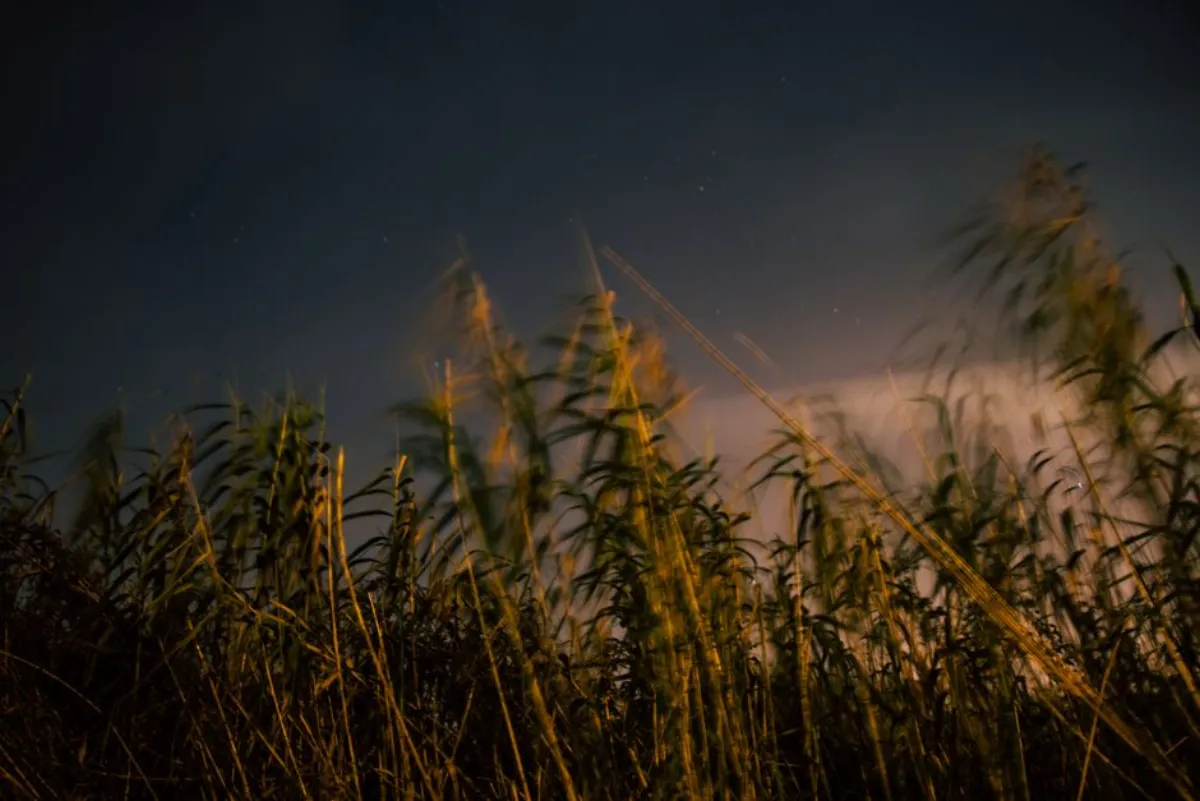 night grassland