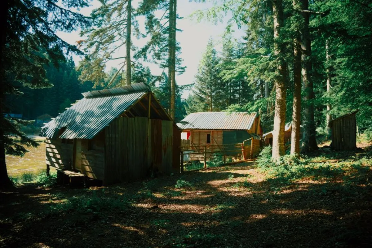 cabin movie
