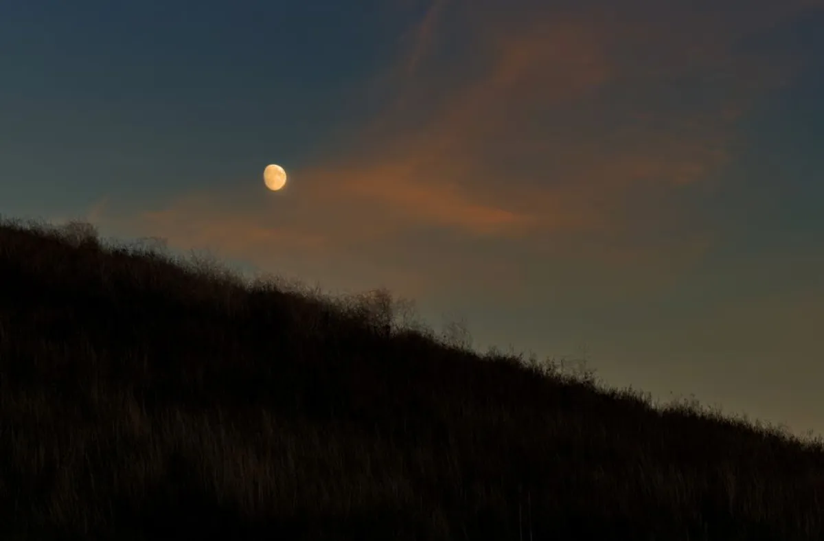 night grassland